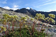 69 Saxifraga Vandellii con Trobio e cima Recastello